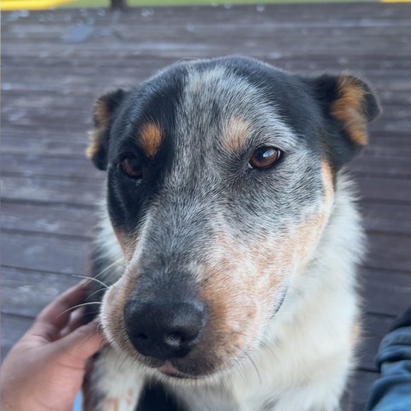 Meet your Posher, Gavyn - Picture 1 of 1